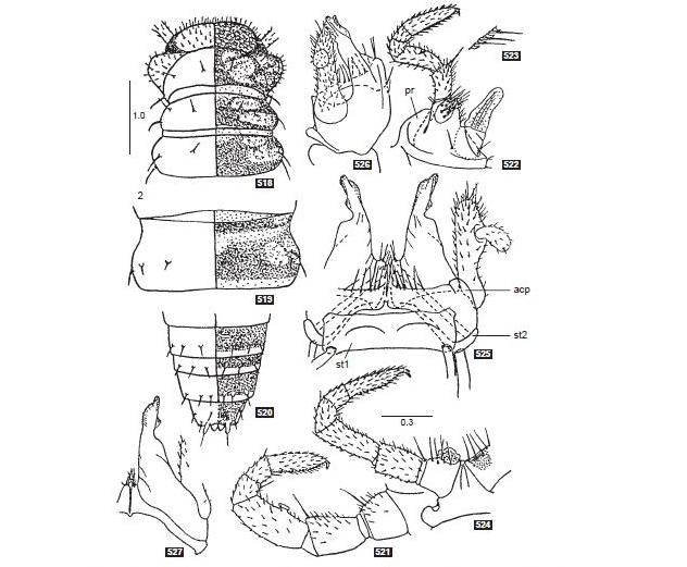 Представитель Семейства Megalotylidae